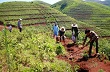 Chung sức bảo vệ cây cao su